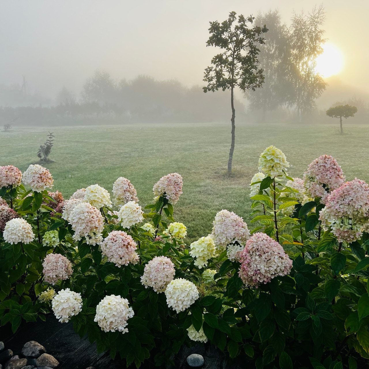 Rudenėjančios hortenzijos rūke Šaltonėje